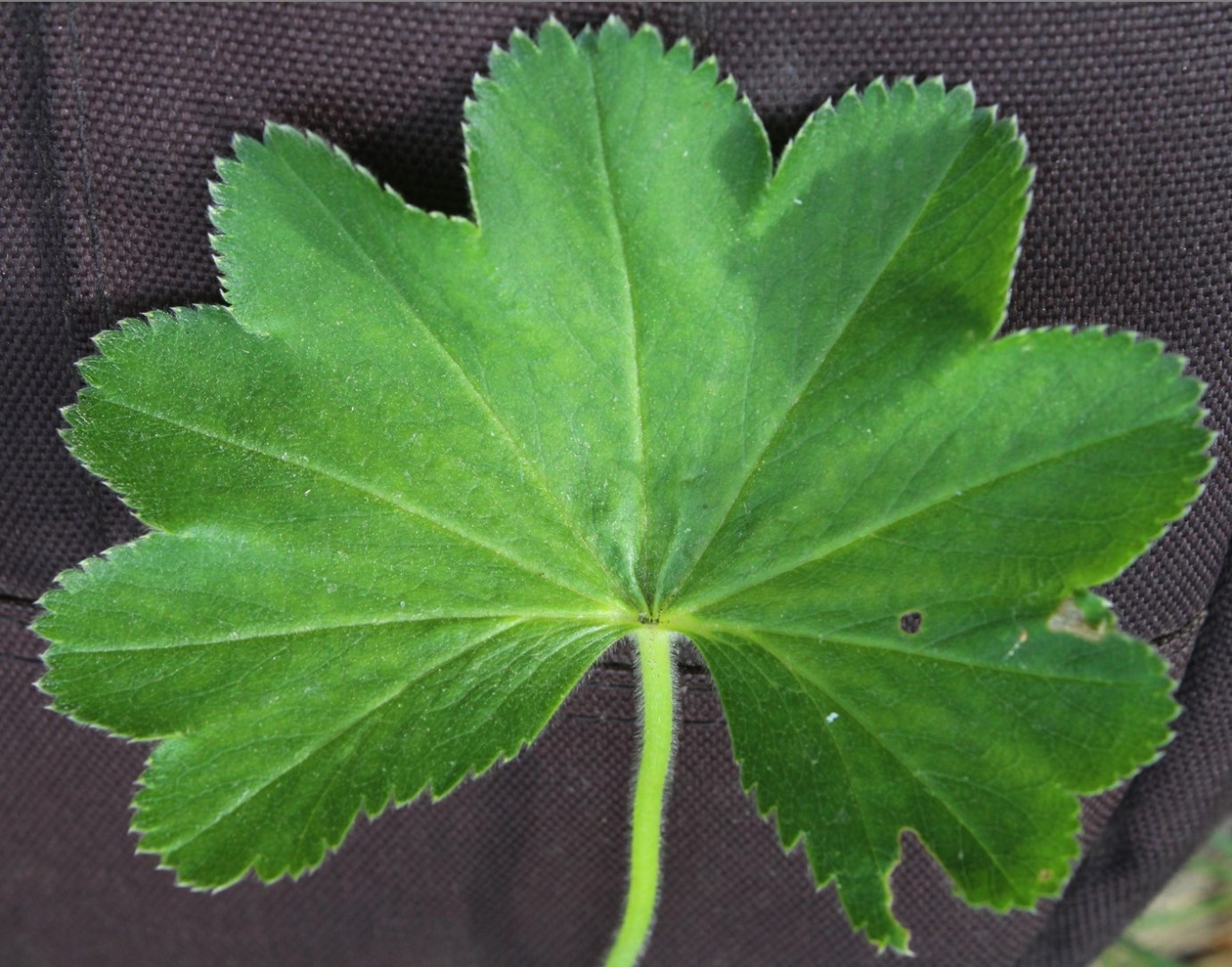 Изображение особи Alchemilla exsculpta.