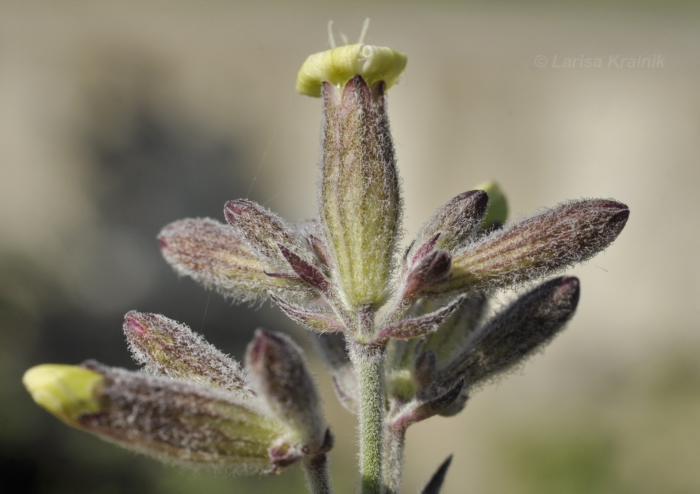 Image of Silene amoena specimen.