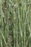 Equisetum ramosissimum