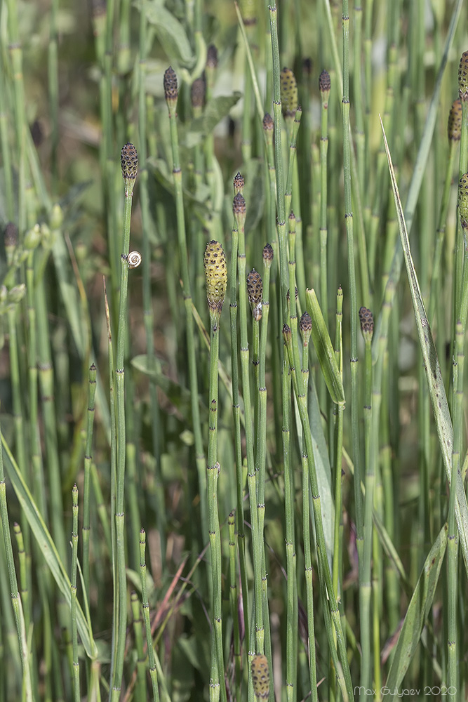 Изображение особи Equisetum ramosissimum.