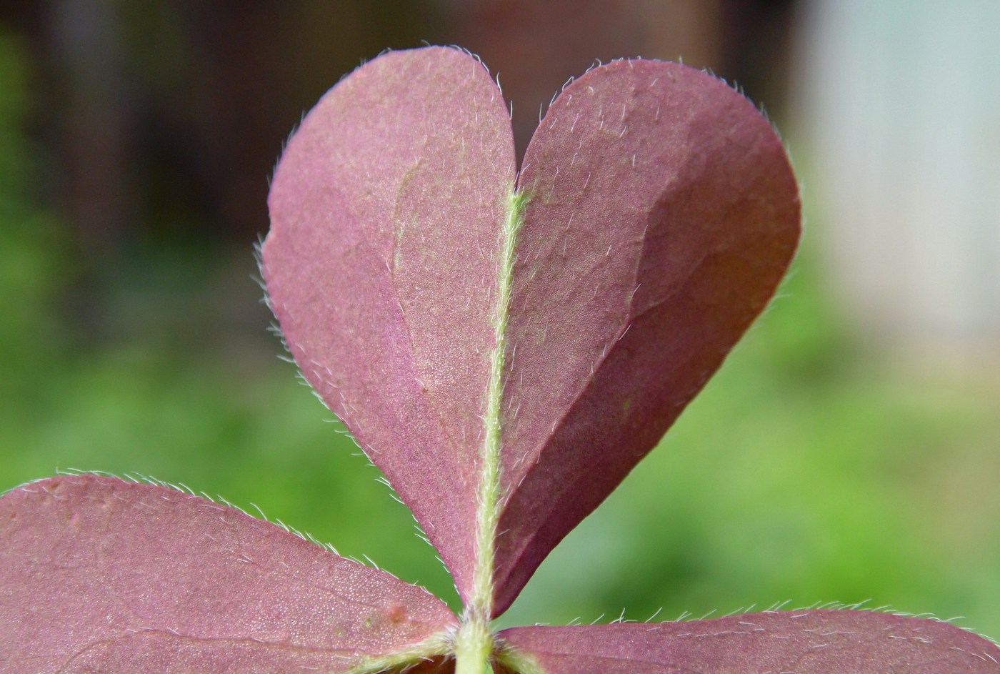 Изображение особи Oxalis corniculata.