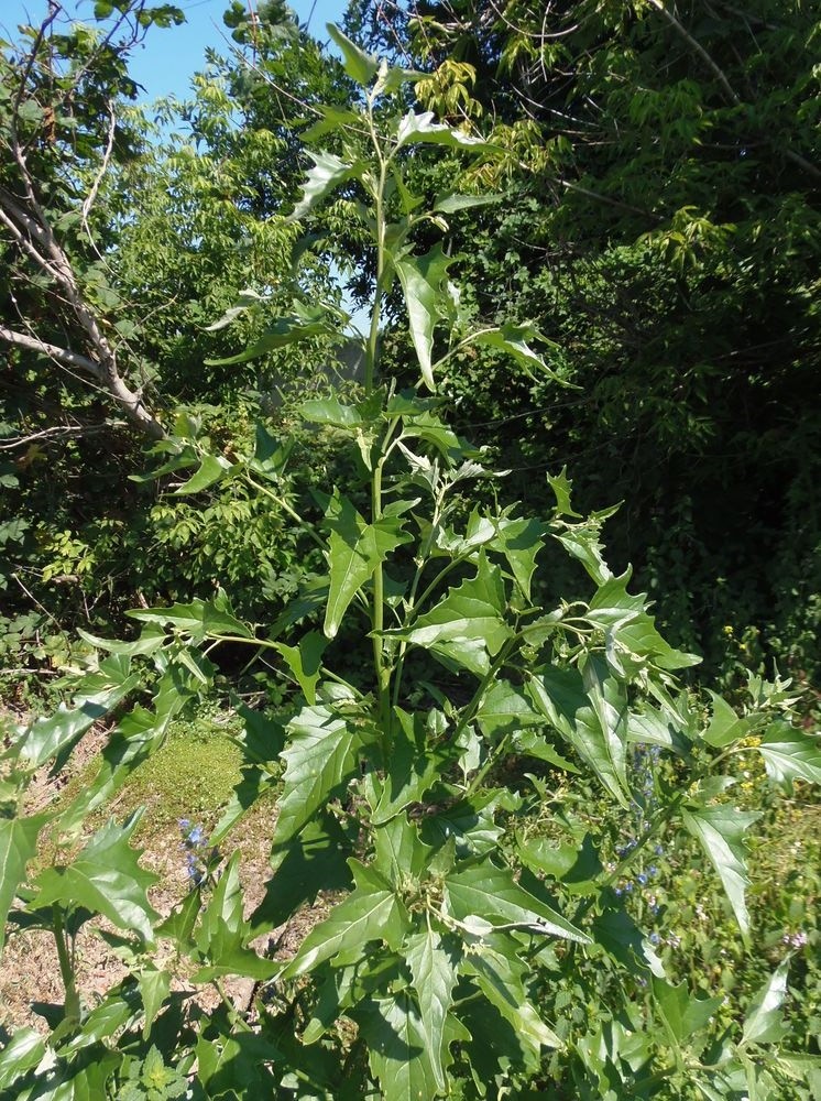 Image of Atriplex sagittata specimen.