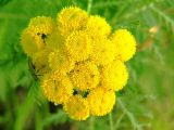Tanacetum boreale. Соцветие. Камчатский край, Елизовский р-н, природный парк \"Вулканы Камчатки\", кордон Центральный, сухой луг. 04.08.2007.
