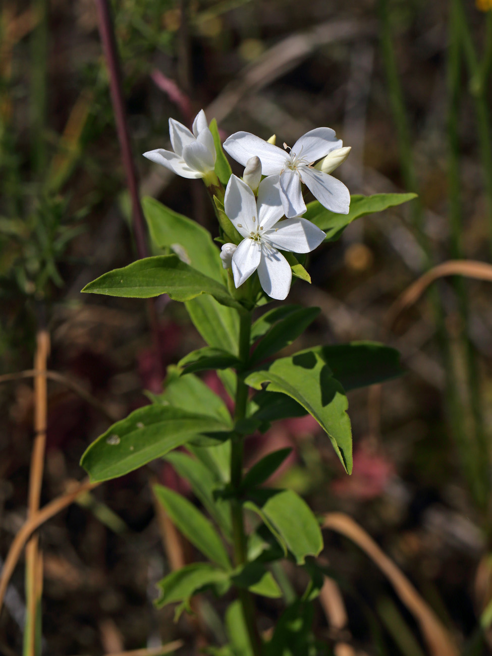 Изображение особи Saponaria officinalis.