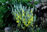 Verbascum songaricum