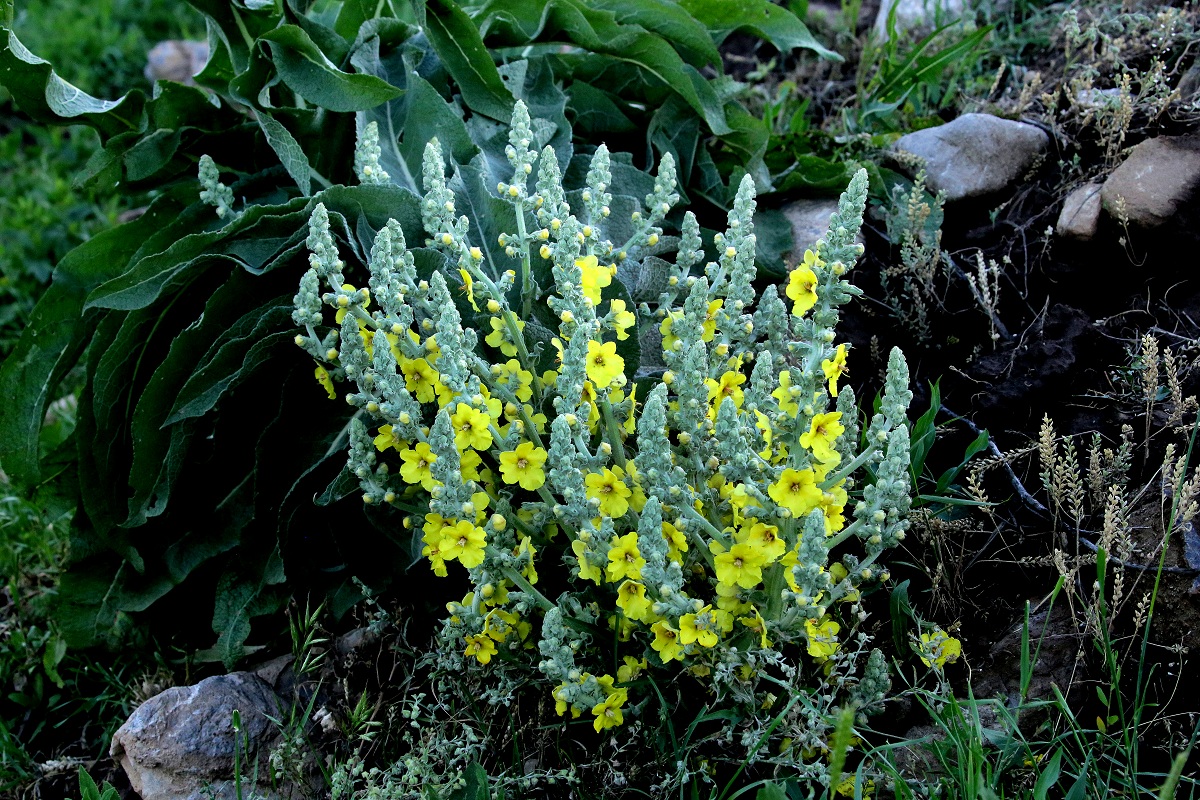 Изображение особи Verbascum songaricum.