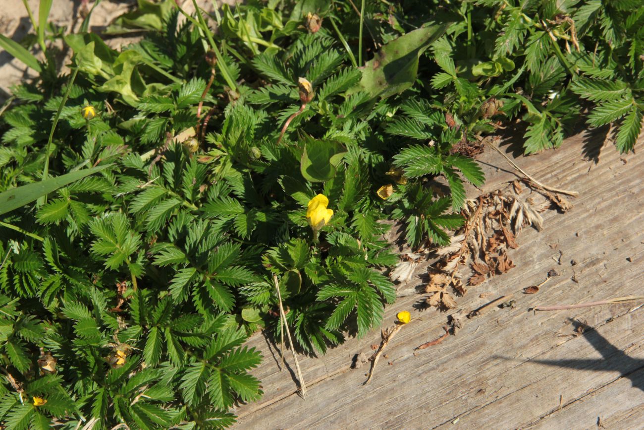 Image of Potentilla anserina specimen.