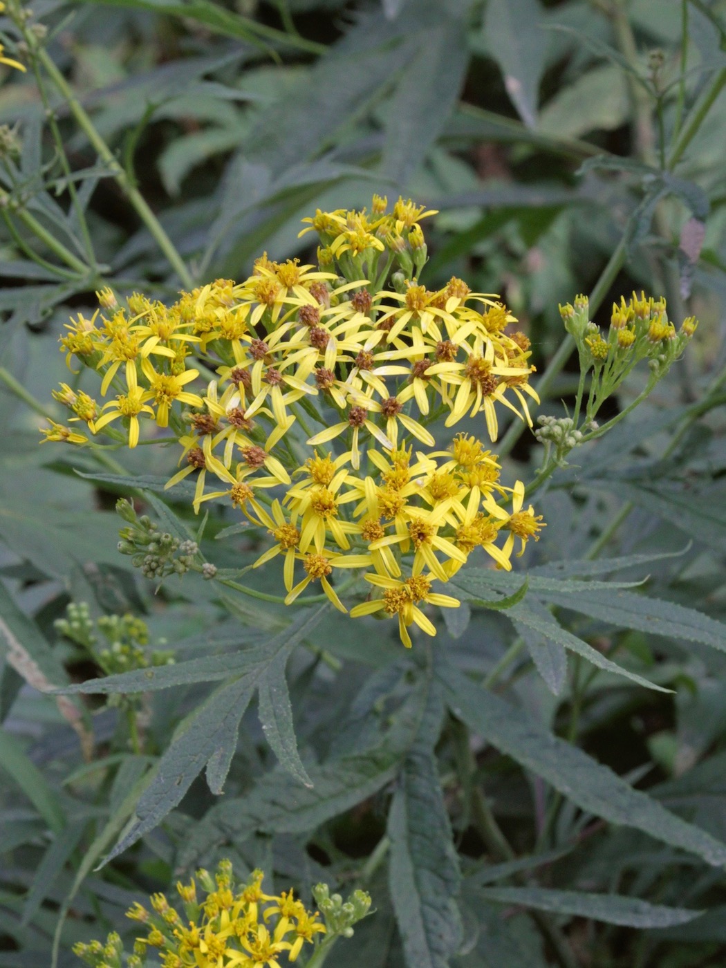 Image of Senecio cannabifolius specimen.