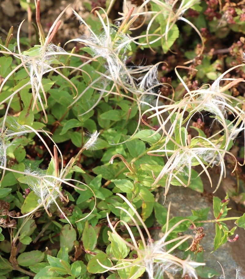 Изображение особи род Epilobium.