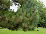 Pinus canariensis. Ветвь плодоносящего растения. Испания, Астурия, г. Авилес (Avilés). Июль.