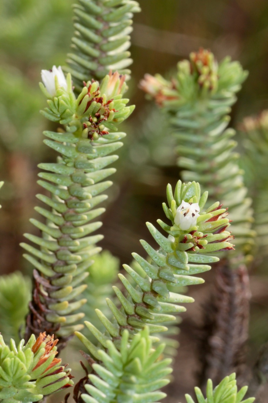 Изображение особи Crassula ericoides.