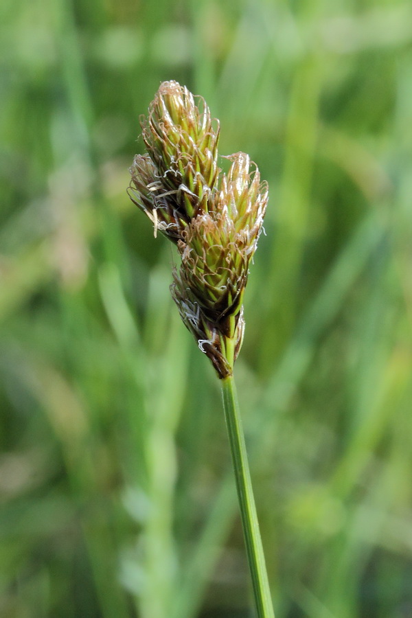 Image of Carex leporina specimen.