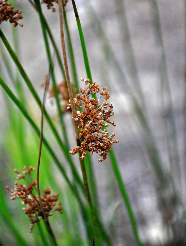 Изображение особи Juncus effusus.