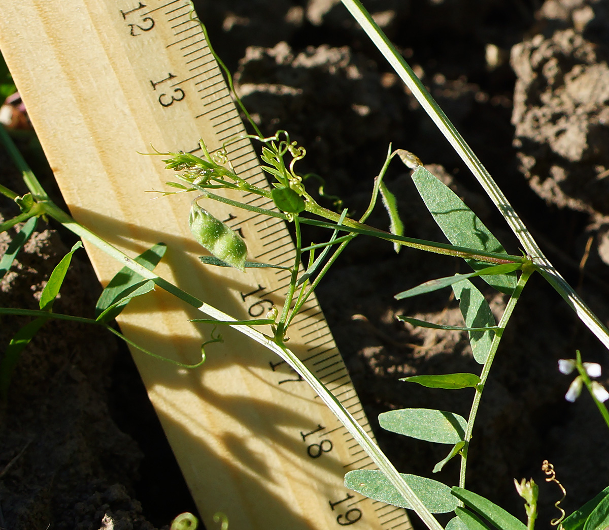 Image of Vicia hirsuta specimen.