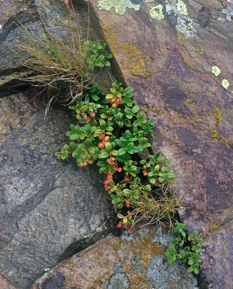 Image of Vaccinium vitis-idaea specimen.