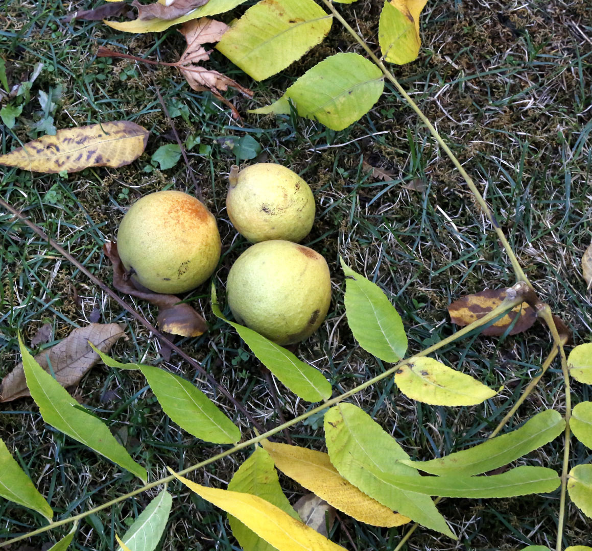 Image of Juglans nigra specimen.