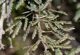 Vachellia hebeclada