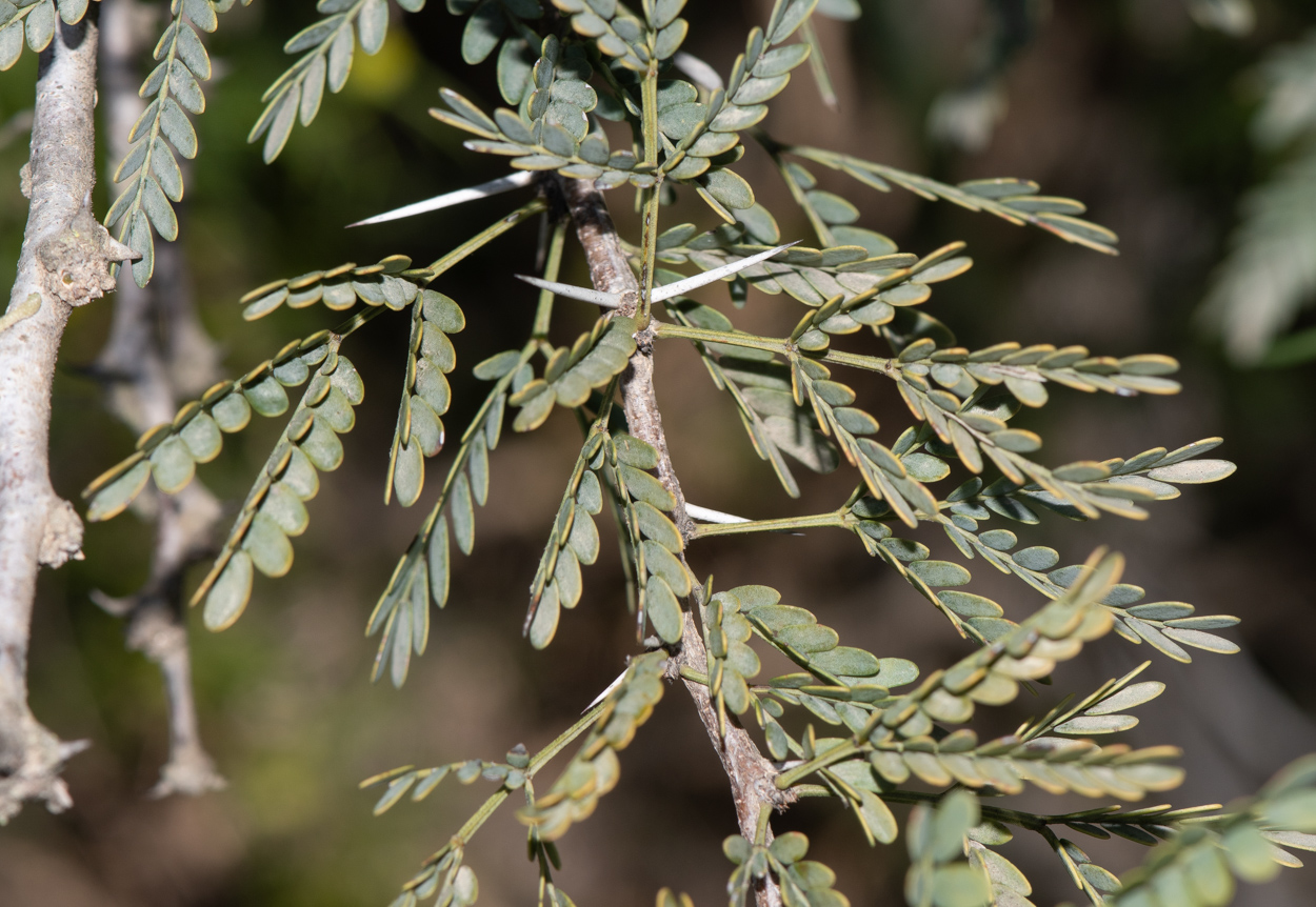 Изображение особи Vachellia hebeclada.