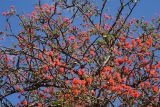 Erythrina abyssinica