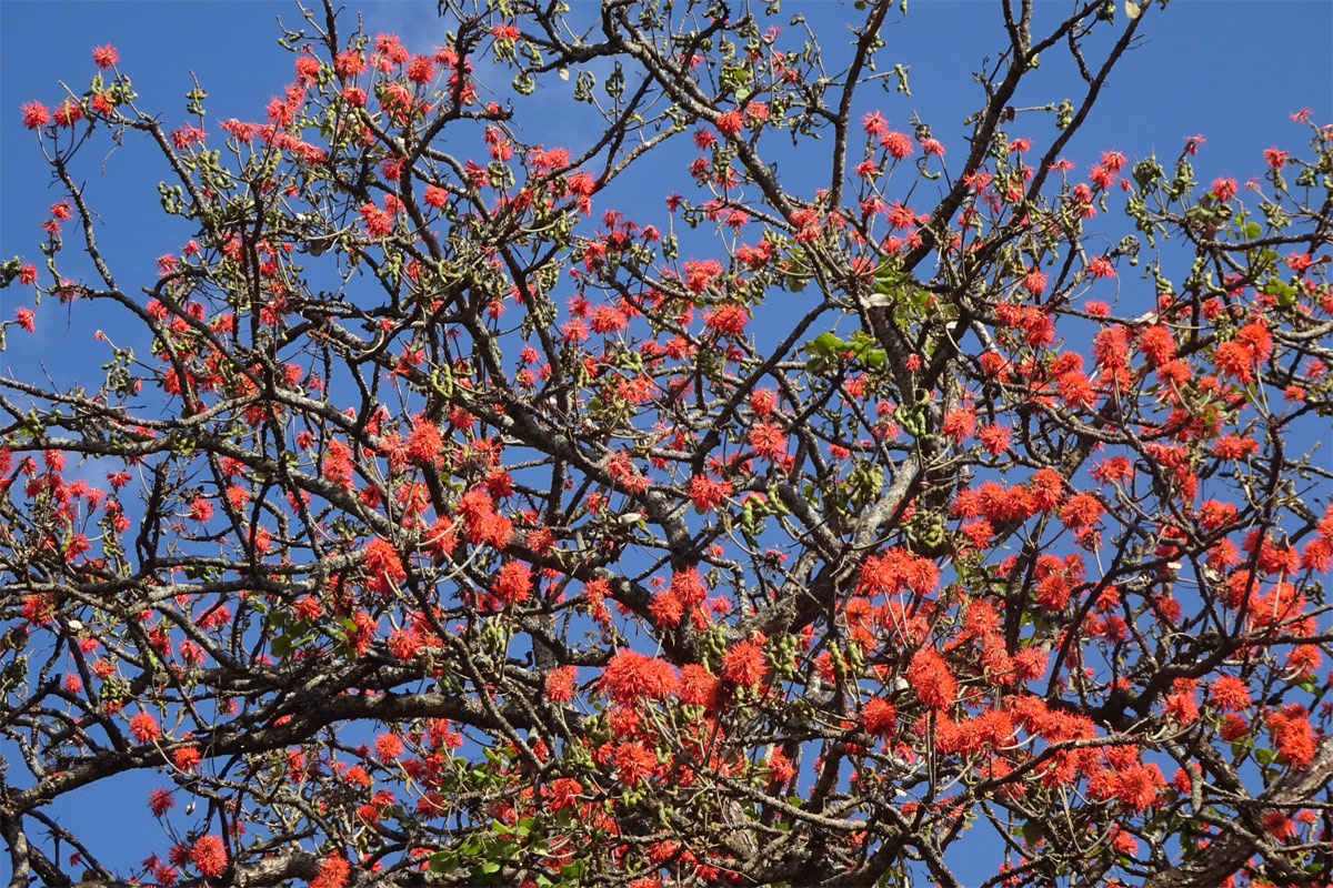 Image of Erythrina abyssinica specimen.