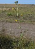 Picris hieracioides