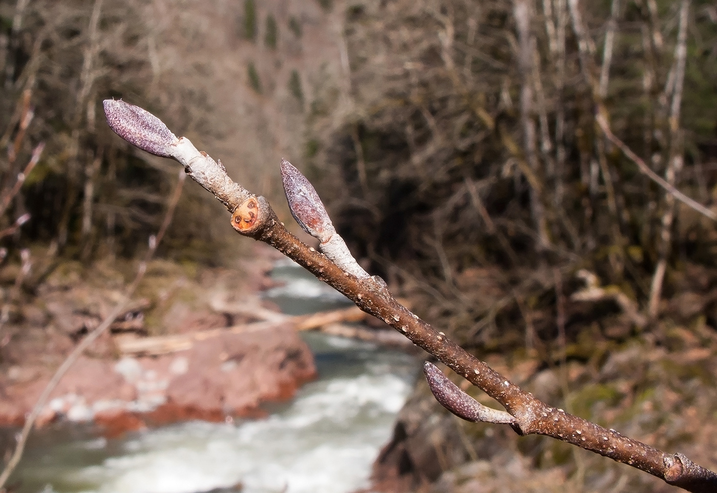 Изображение особи Sorbus torminalis.