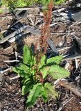 Rumex aquaticus. Плодоносящее растение. Окр. Архангельска, свалка древесных отходов. 11.09.2010.