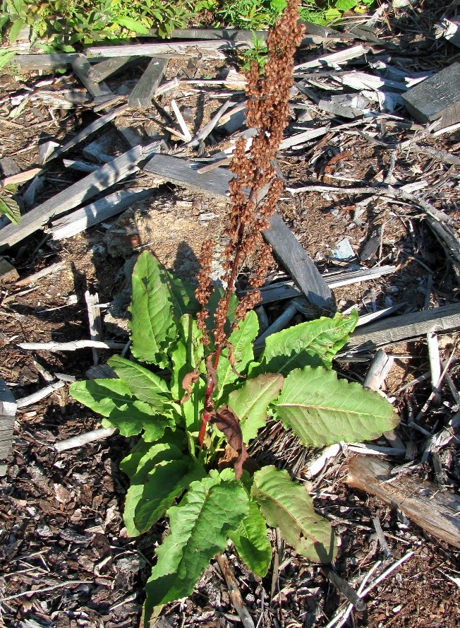Image of Rumex aquaticus specimen.