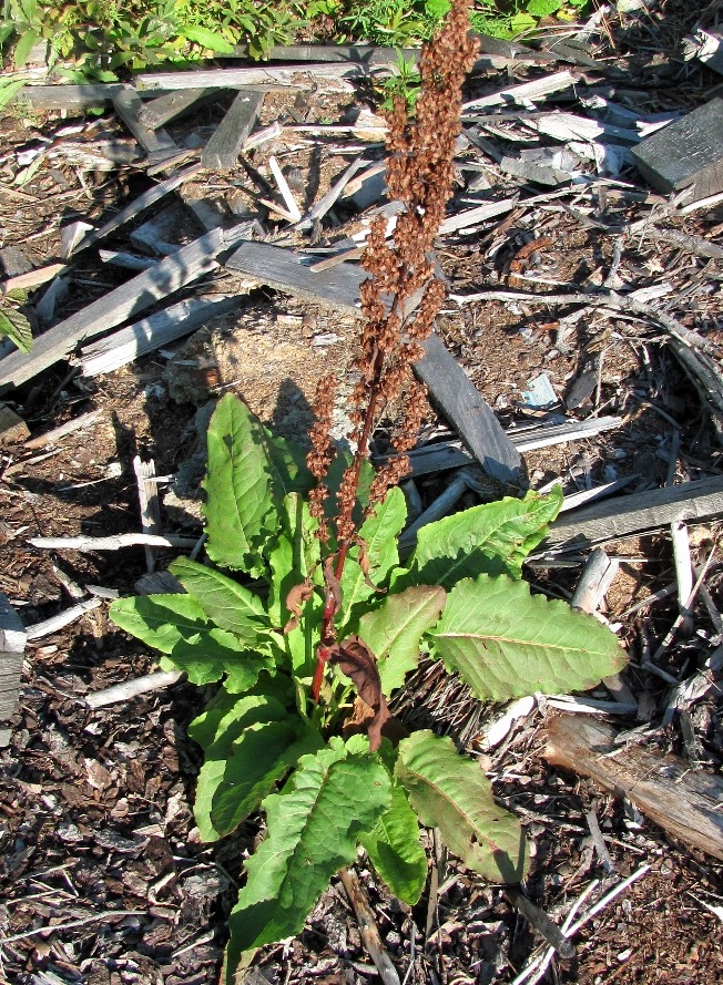 Изображение особи Rumex aquaticus.