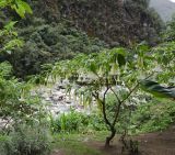 Brugmansia arborea. Цветущее растение. Перу, регион Куско, провинция Урубамба, Machupicchu pueblo, берег р. Урубамба. 17.10.2019.