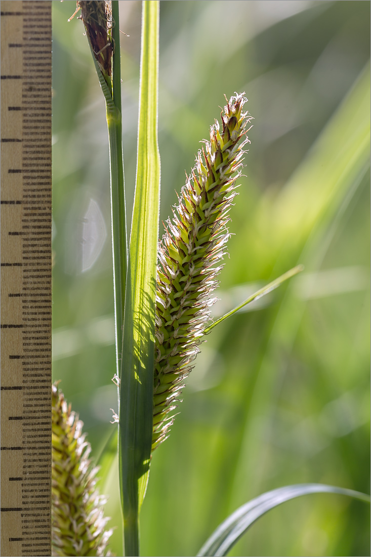 Image of Carex riparia specimen.