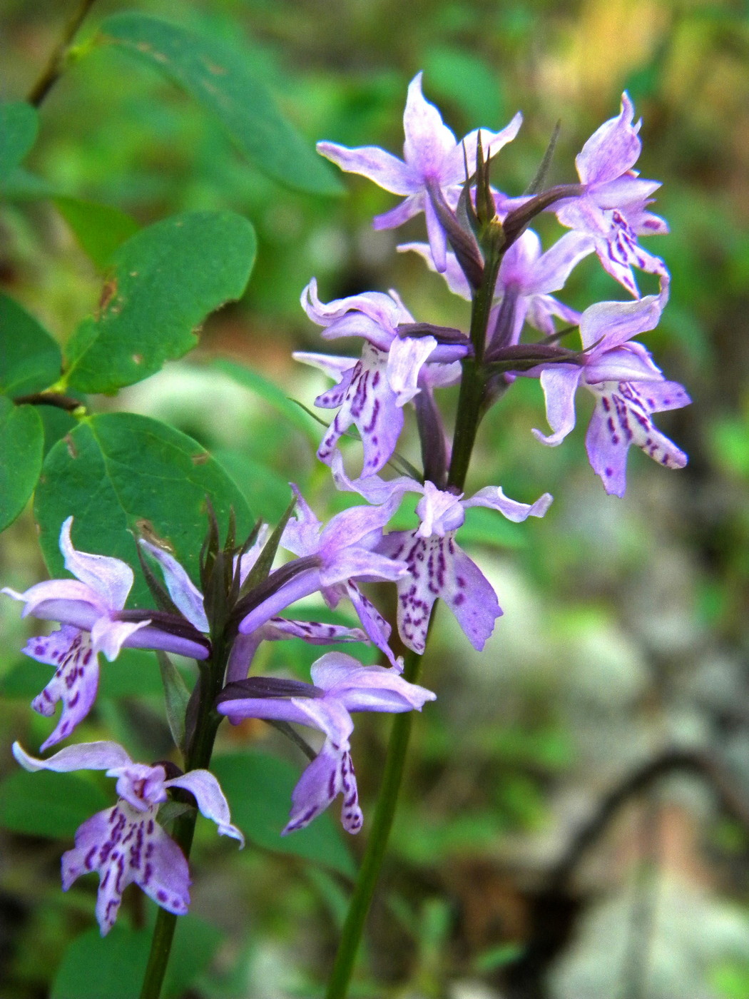 Изображение особи Dactylorhiza fuchsii.