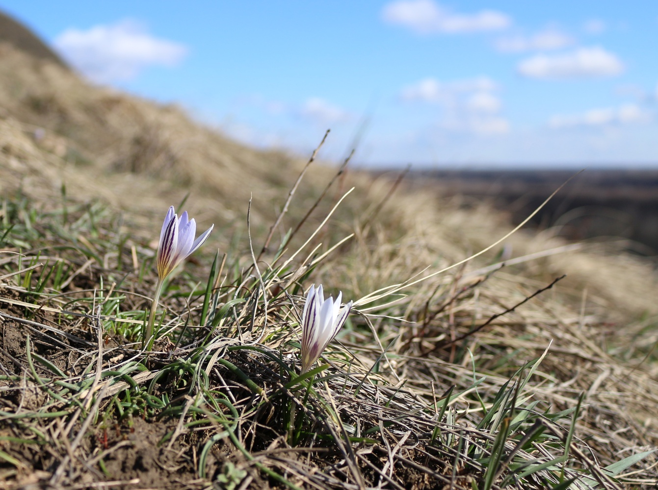 Image of Crocus reticulatus specimen.