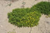 Ononis natrix subspecies ramosissima. Цветущее растение. Греция, о. Родос, окр. мыса Прасониси, песчаный берег Средиземного моря. 9 мая 2011 г.