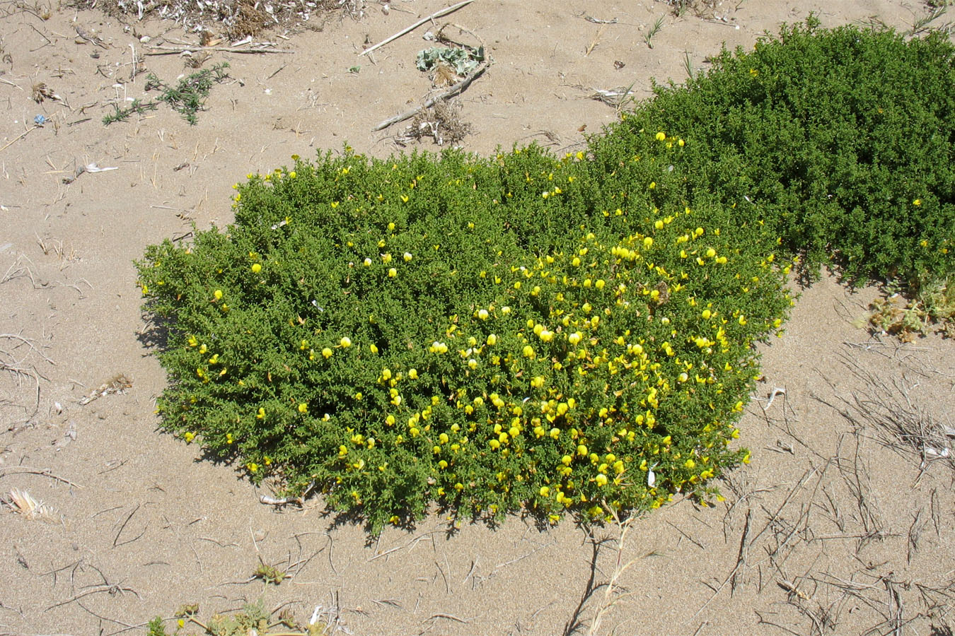 Изображение особи Ononis natrix ssp. ramosissima.