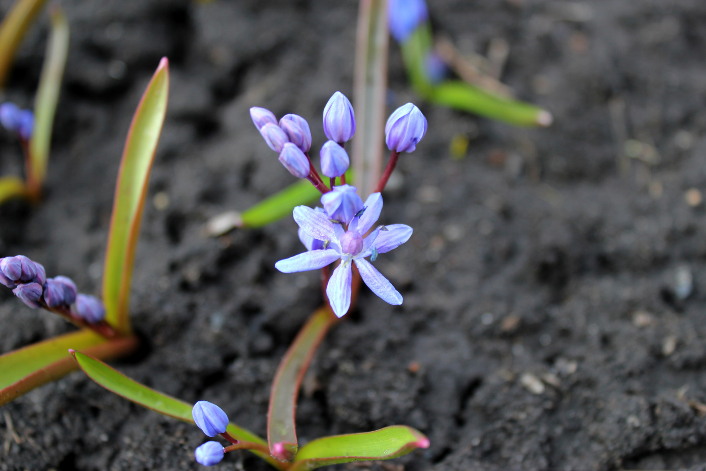 Изображение особи Scilla bifolia.