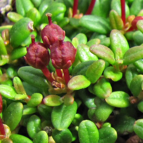 Изображение особи Loiseleuria procumbens.