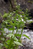 Pachyphragma macrophyllum