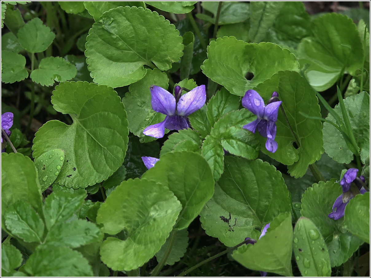 Image of Viola odorata specimen.