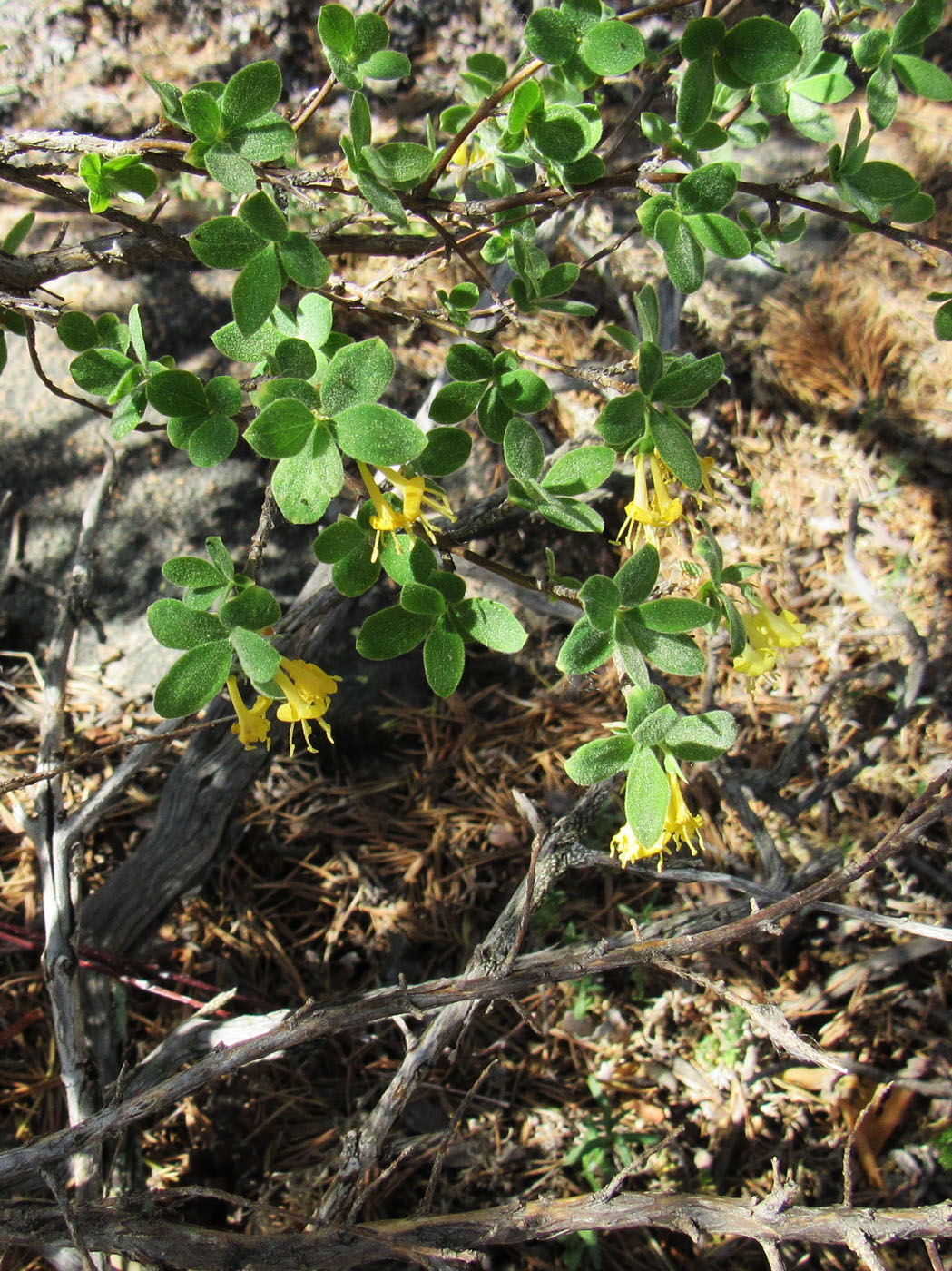 Image of Lonicera microphylla specimen.