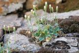 Erigeron primuloides. Отцветающее и плодоносящее растение. Узбекистан, Сурхандарьинская обл., горы Байсунтау, долина р. Сангардак выше кишлака Бахча, омоховелая сухая скала. 31.05.2021.