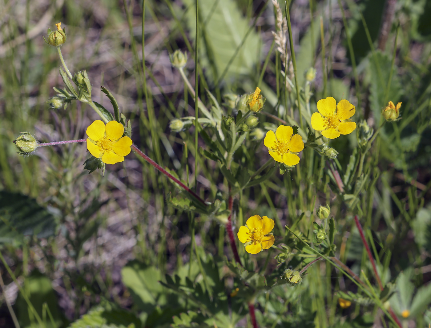 Image of Potentilla goldbachii specimen.