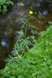 Ranunculus acris