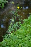 Ranunculus acris. Цветущее растение. Санкт-Петербург, Пушкинский р-н, г. Пушкин, Баболовский парк, берег протока. 06.06.2021.