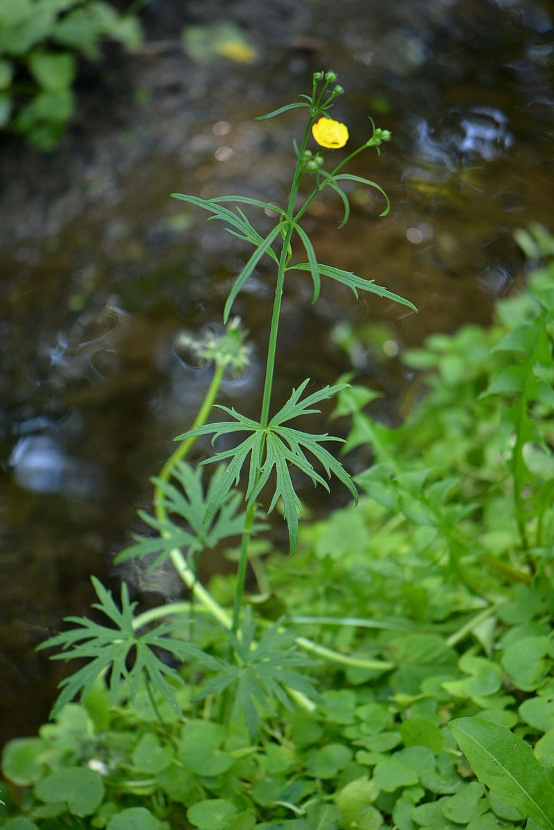 Изображение особи Ranunculus acris.