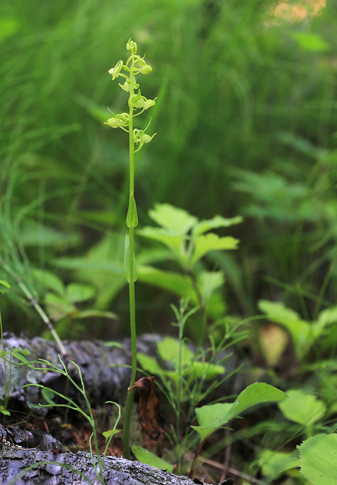 Image of Platanthera maximowicziana specimen.