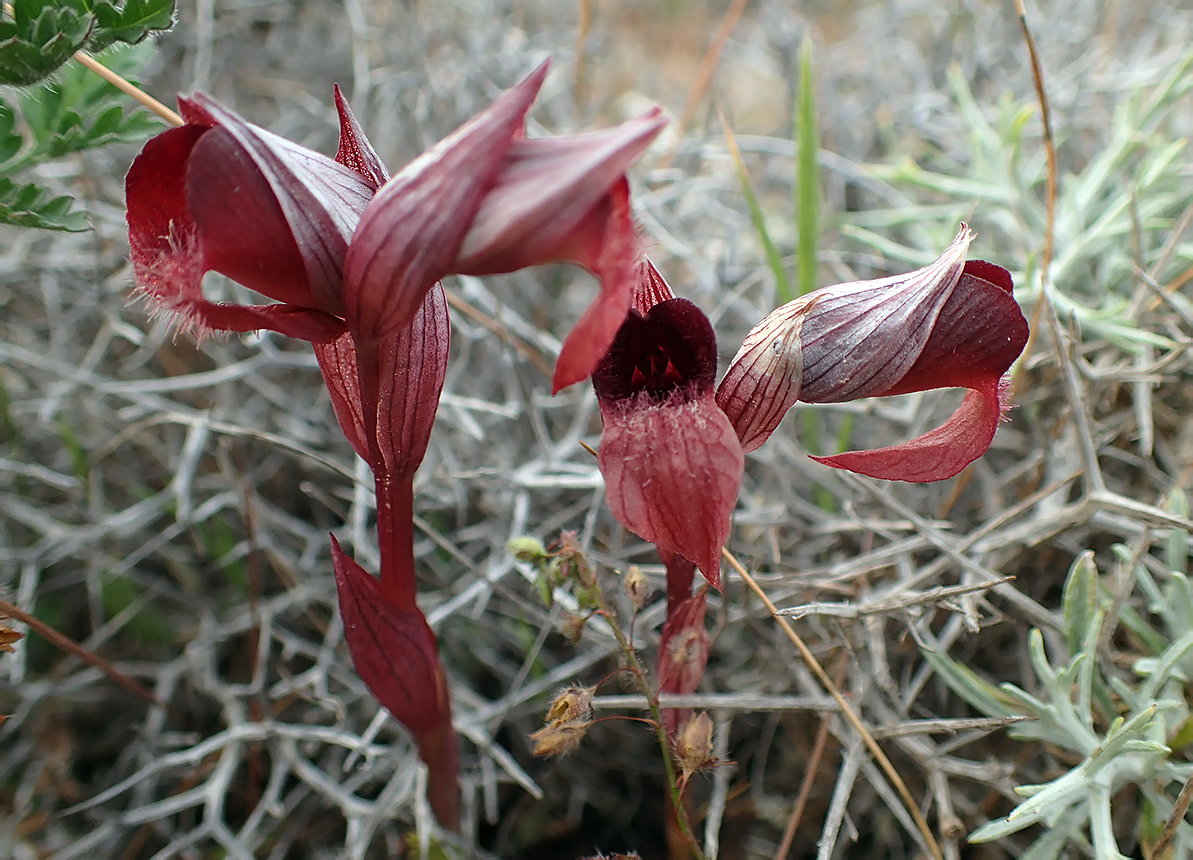 Image of Serapias cordigera specimen.