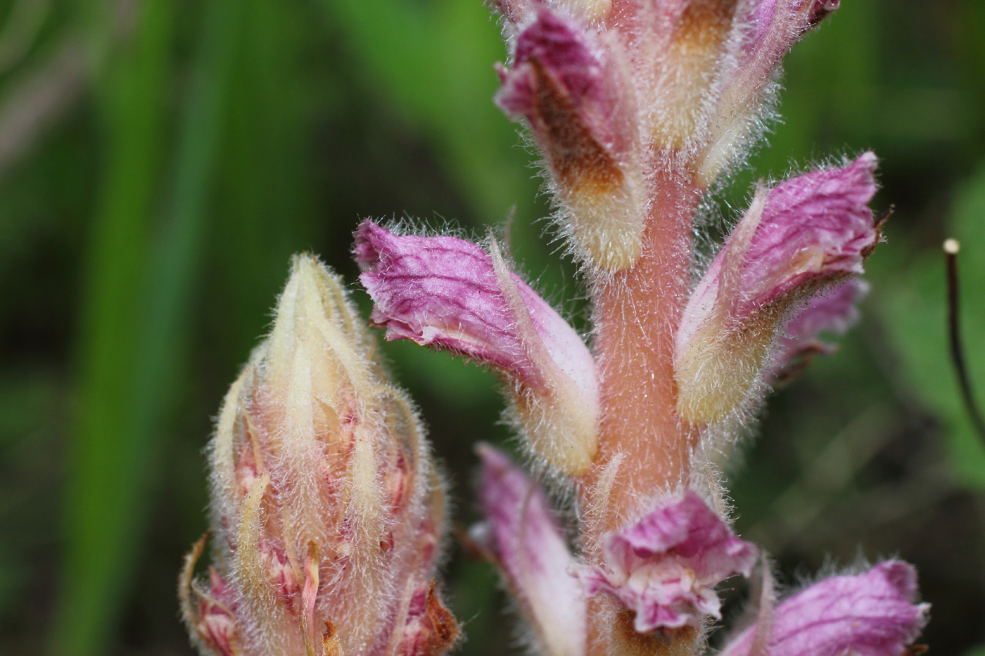 Image of Orobanche pubescens specimen.