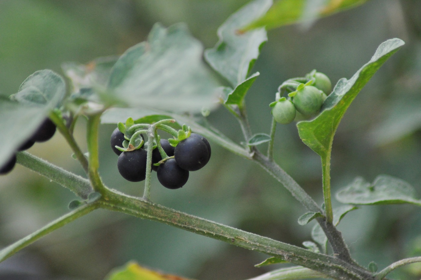 Изображение особи Solanum nigrum.