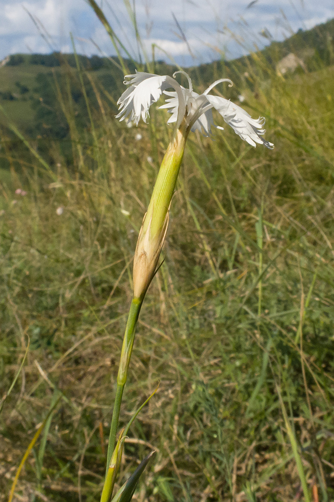 Image of Dianthus fragrans specimen.